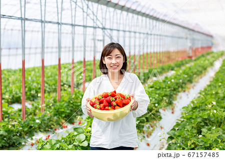 いちごの収穫　苺農家 67157485