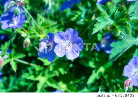 青い小さな花 青い小さな花 67158408