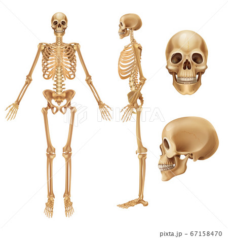 Human skeleton. Realistic front view of bones and joints, medical 3D illustration of skeleton elements. Vector anatomy illustration Human skeleton. Realistic front view of bones and joints, medical 3D illustration of skeleton elements. Vector anatomy illustration 67158470