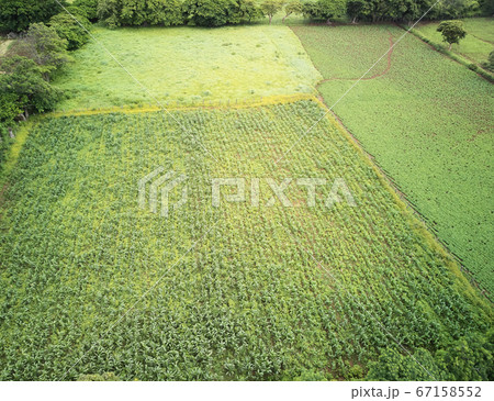 Soy agricultural field Soy agricultural field 67158552