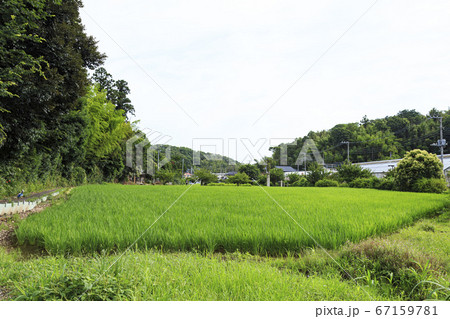 梅雨時期の舞岡ふるさと公園（横浜の秘境の戸塚区の里山） 67159781