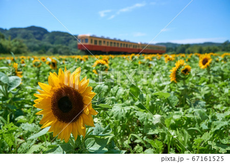 千葉県　小湊鉄道　ひまわり咲く石神の菜の花畑 67161525