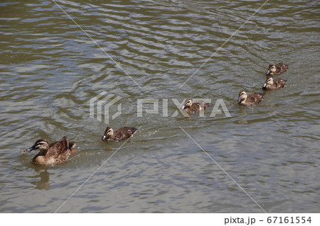 カルガモ親子（埼玉：見沼代用水東縁） 67161554