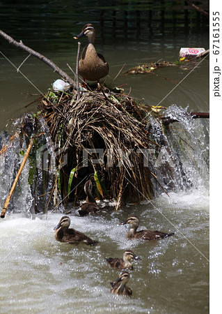 堰に上がる練習中のカルガモ雛鳥(埼玉:見沼代用水東縁) 堰に上がる練習中のカルガモ雛鳥(埼玉:見沼代用水東縁) 67161555
