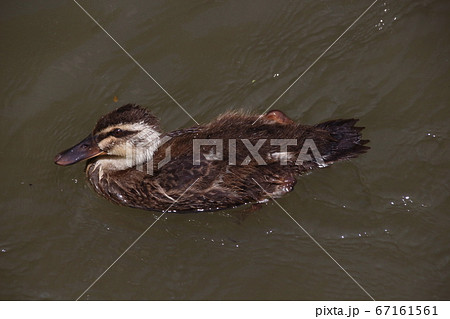 カルガモ雛鳥(埼玉:見沼代用水東縁) カルガモ雛鳥(埼玉:見沼代用水東縁) 67161561