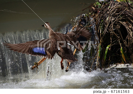 飛ぶカルガモ（埼玉：見沼代用水東縁） 67161563