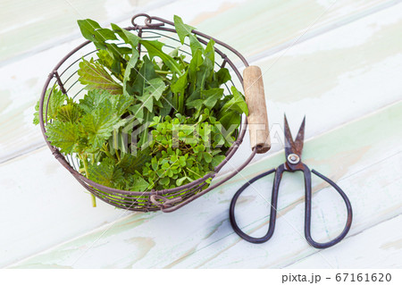 Picked green nettle, dandelion and clover from the garden Picked green nettle, dandelion and clover from the garden 67161620