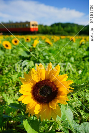 千葉県 小湊鉄道 ひまわり咲く石神の菜の花畑の写真素材