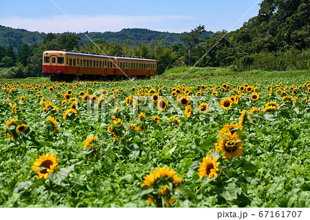 千葉県 小湊鉄道 ひまわり咲く石神の菜の花畑 千葉県 小湊鉄道 ひまわり咲く石神の菜の花畑 67161707