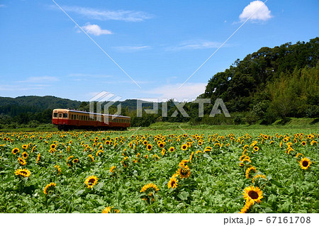 千葉県 小湊鉄道 ひまわり咲く石神の菜の花畑の写真素材