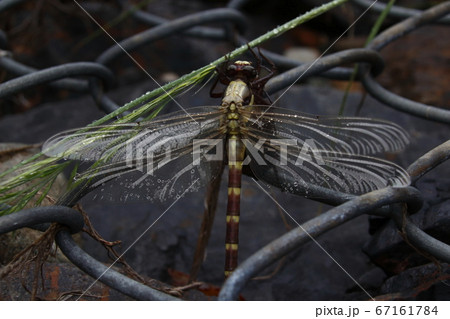 脱皮中のコオニヤンマ（栃木県那須町） 67161784