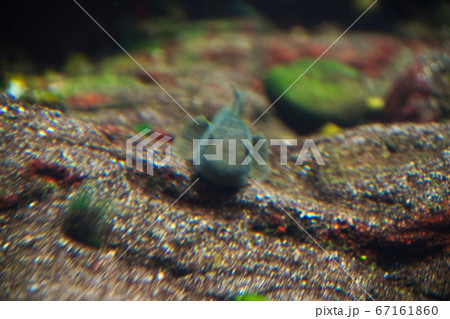 佐伯市（弥生町）　番匠おさかな館・道の駅やよい 67161860