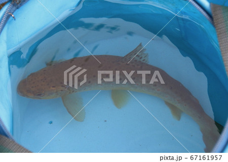 釣りあげたブラウントラウト(茶鱒) 釣りあげたブラウントラウト(茶鱒) 67161957