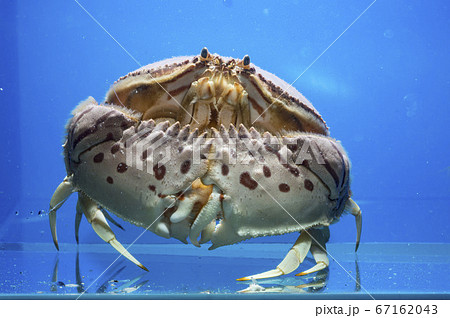 トラフカラッパ 67162043