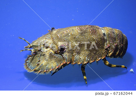 ゾウリエビ ゾウリエビ 67162044