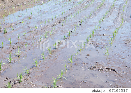 田植えされた水田 田植えされた水田 67162557