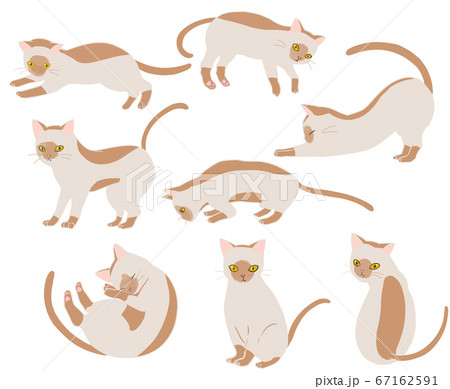 バーミーズ 線無しのイラスト素材 [67162591] - PIXTA