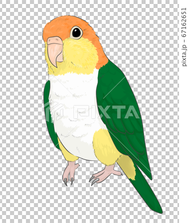 Shirohara長尾小鸚鵡 67162651