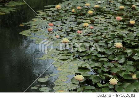 雨の日の睡蓮の池の写真素材 [67162682] - PIXTA