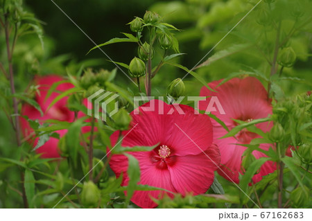 密林の中の赤く大きな花の写真素材