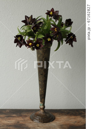 黒百合の写真素材 [67162827] - PIXTA