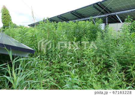 太陽光発電所　雑草　影響　影 67163228