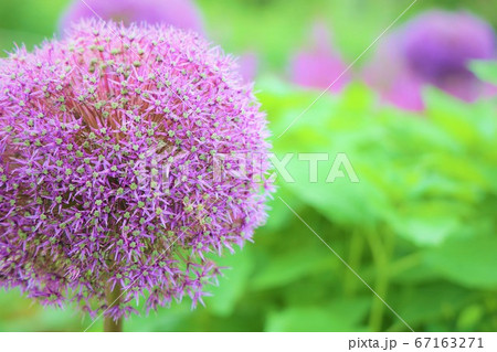 紫のお花 67163271