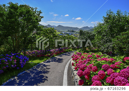 アジサイ ドチョド 新安郡 67163296