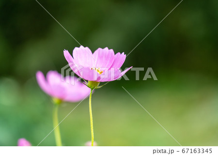 秋桜 67163345