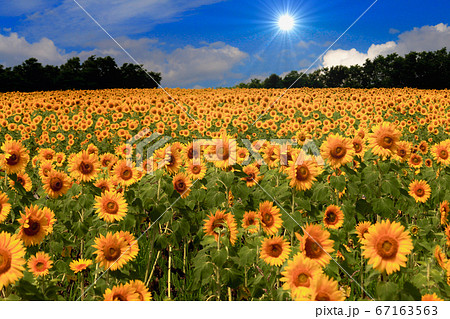 ひまわり 67163563
