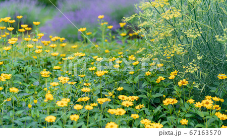 梅雨の雨上がりの花壇の風景 67163570
