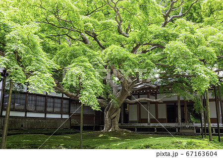新緑の緑が美しい雷山千如寺大悲王院（福岡県糸島市） 67163604