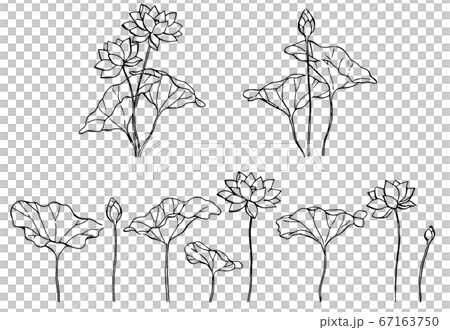 蓮花線描 67163750