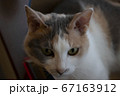 三毛猫 67163912