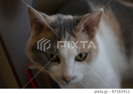 三毛猫 三毛猫 67163912