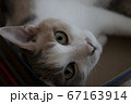 三毛猫 67163914