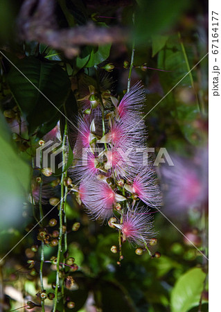 サワフジ 67164177