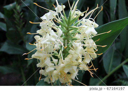 韓国済州島の如美地植物園 韓国済州島の如美地植物園 67164197