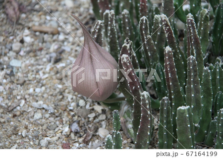 韓国済州島の如美地植物園 67164199