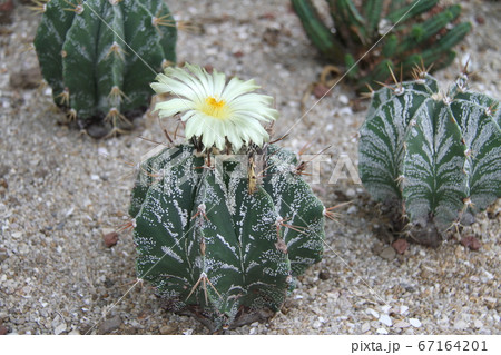 韓国済州島の如美地植物園 韓国済州島の如美地植物園 67164201