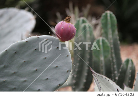 韓国済州島の如美地植物園 韓国済州島の如美地植物園 67164202