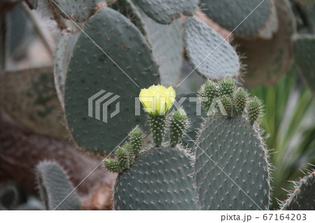 韓国済州島の如美地植物園 67164203