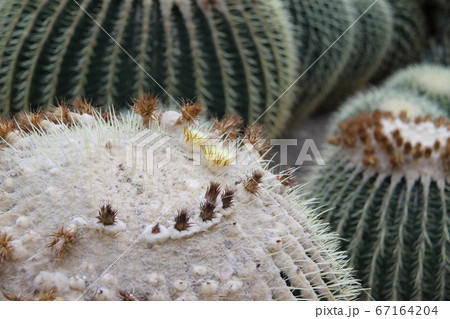 韓国済州島の如美地植物園 韓国済州島の如美地植物園 67164204