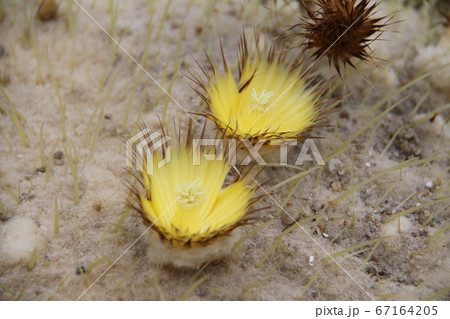 韓国済州島の如美地植物園 韓国済州島の如美地植物園 67164205