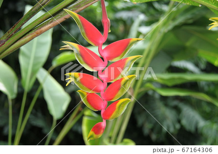 韓国済州島の如美地植物園 韓国済州島の如美地植物園 67164306