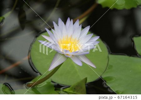 韓国済州島の如美地植物園 韓国済州島の如美地植物園 67164315