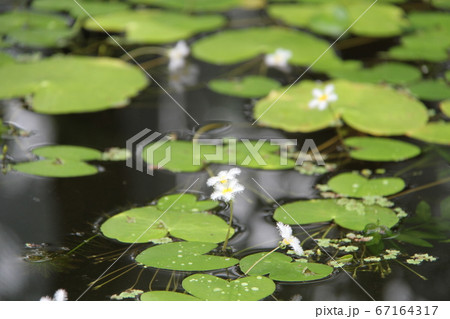 韓国済州島の如美地植物園 67164317