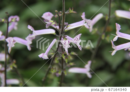 韓国済州島の如美地植物園 韓国済州島の如美地植物園 67164340