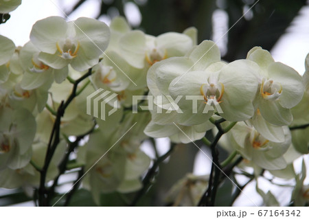 韓国済州島の如美地植物園 韓国済州島の如美地植物園 67164342