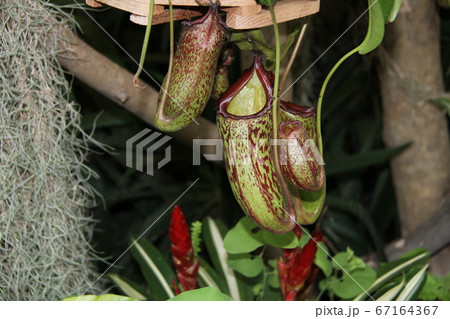 韓国済州島の如美地植物園 韓国済州島の如美地植物園 67164367